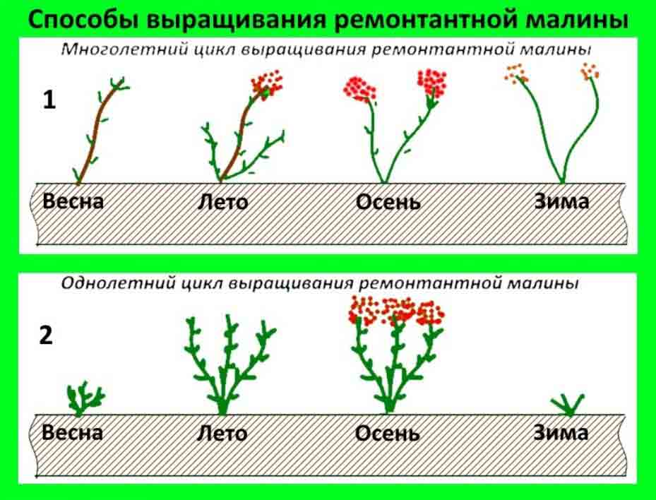 развитие