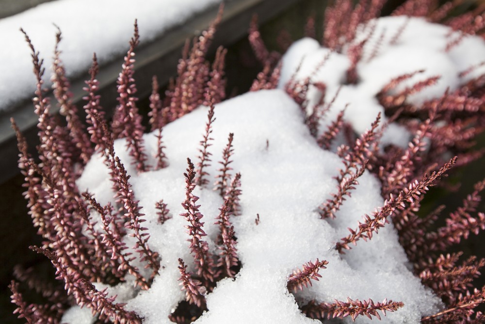 flowers that bloom in winter