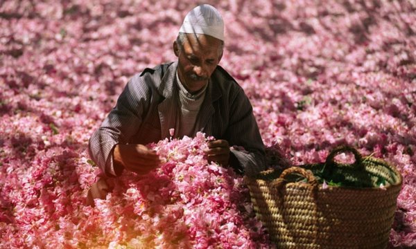 Сбор лепестков дамасских роз в Марокко