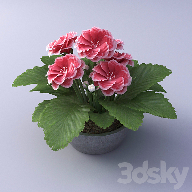 
                                                                                                            Gloxinia Flower in a pot
                                                    