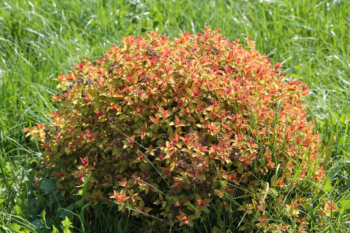 Спирея японская голдфлейм. Спирея японская (Spiraea japonica `Goldflame`). Спирея Голдфлейм высота. Спирея Голдфлейм 250. Спирея Голдфлейм силуэт.