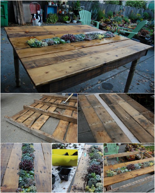 Succulent-Center Table