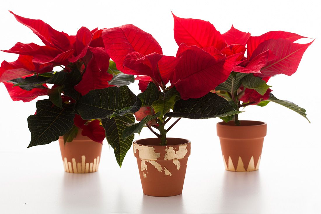 Gold leaf terracota pots