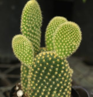 It is easy to see how Bunny Ears cactus (Opuntia microdasys) gets its name.