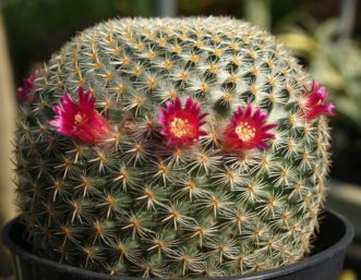 Pincushion cactus (Mammillaria elegans) has long-lasting rings of magenta flowers.