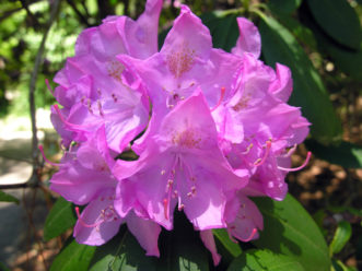 Rhododendron catawbiense ‘Roseum Elegans