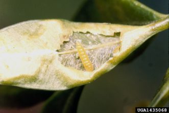 Boxwood leafminer larva feeding inside leaf.