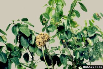 Corky textured crown gall on wintercreeper euonymus (Euonymus fortunei).