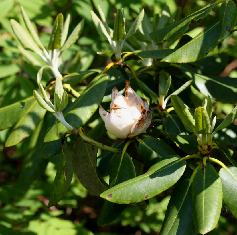 Exobasium flower gall on Catawba Rhododendron (Rhododendron catawbiense).