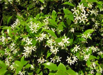 Intensely fragrant Confederate jasmine flowers.