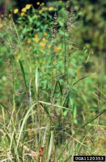 Switchgrass (Panicum virgatum). 