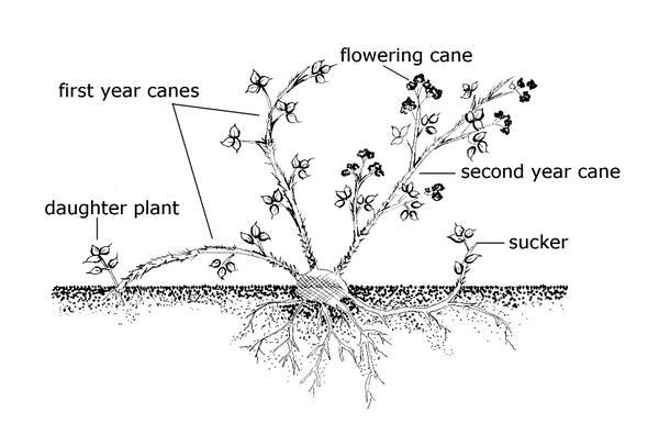 Image is line drawing of plants parts of raspberry.