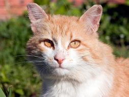 Feral Cat Care and TNR: A Beginner’s Guide