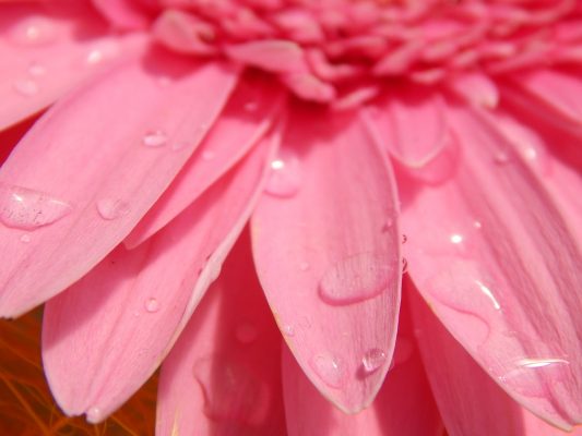 Капельки воды на цветке герберы