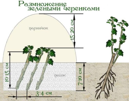 размножение черенками