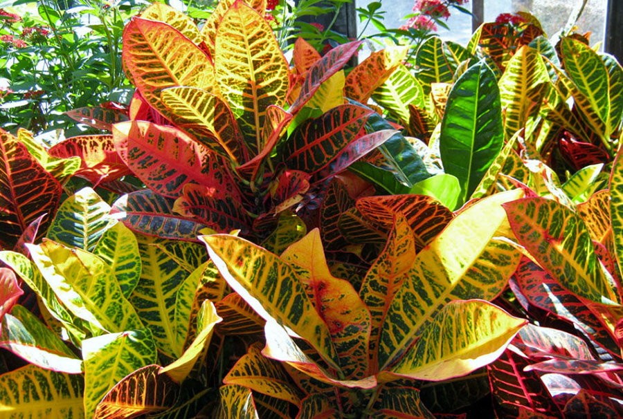 Разноцветные листья комнатного кротона