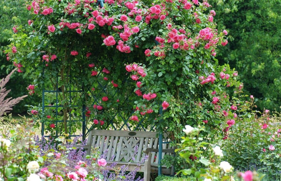 Вертикальное озеленение участка плетистыми розами