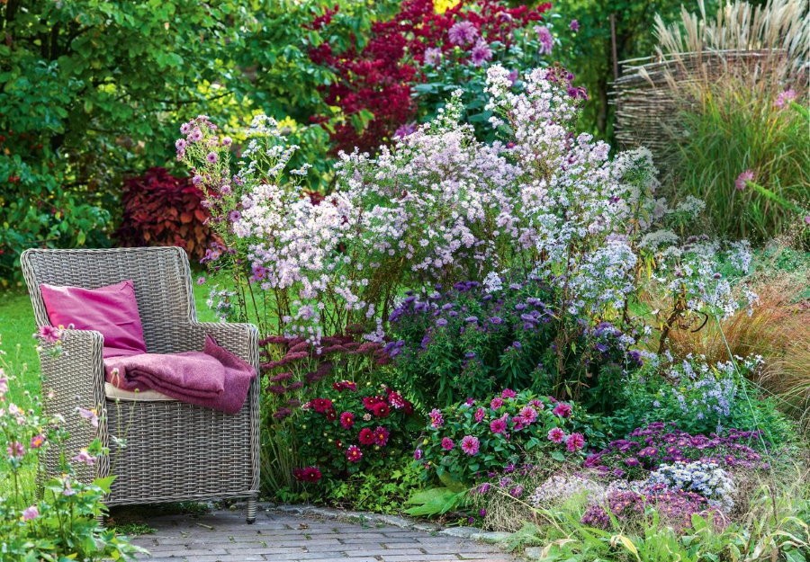 Мелкоцветковая астра сорта Прингла ‘Pink Star около садового кресла