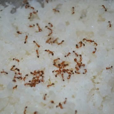 Муравьи в рисе, фото