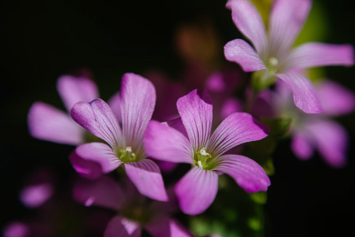 Beautiful flower photography portrait of purple blooms