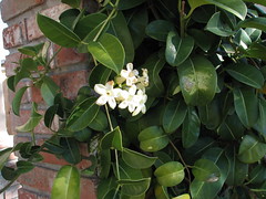 Madagascar Jasmine (Stephanotis)