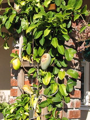Jasmine (Stephanotis) with fruit