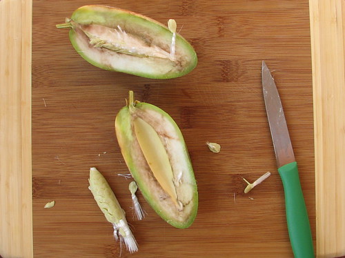 Jasmine (Stephanotis) Fruit - cut open