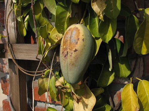Jasmine (Stephanotis) Fruit