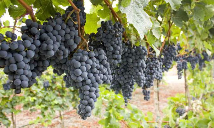 Размер шпалеры для винограда