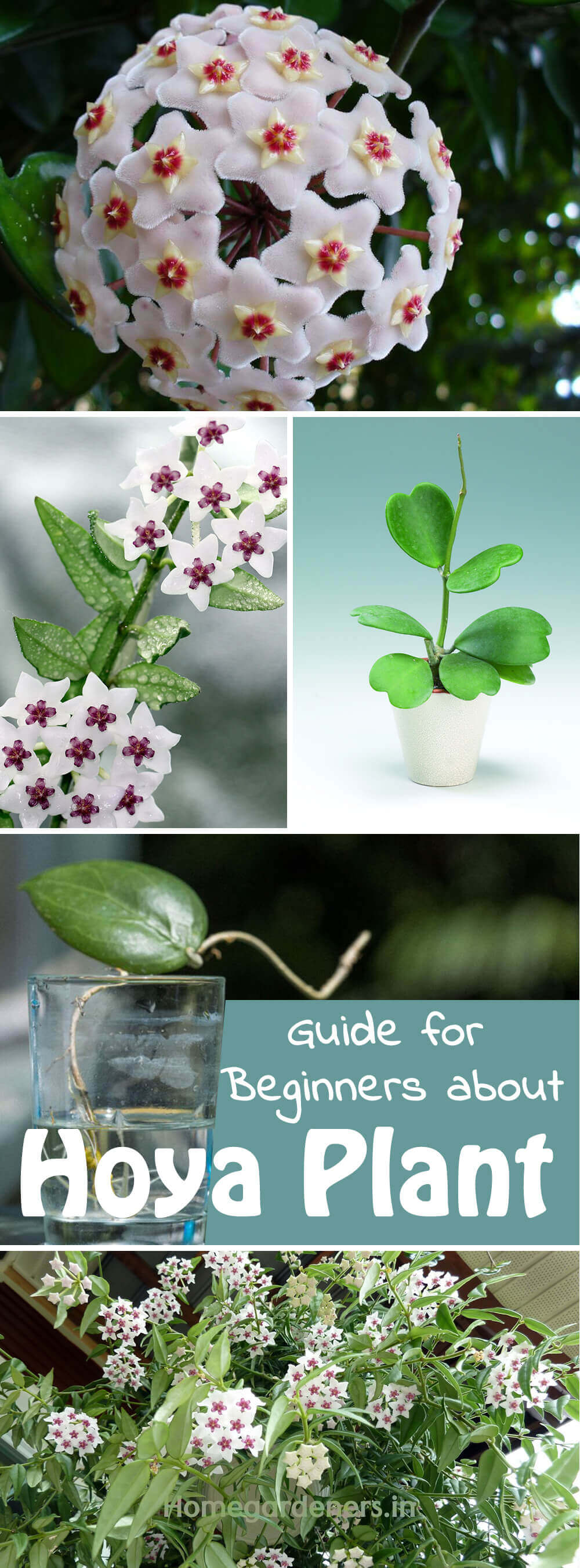 The Complete Guide for Beginners about Hoya plant