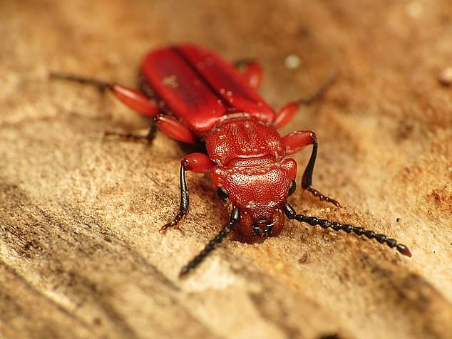 The spruce bark beetle (stock image) - which is known for ravaging Christmas Trees - was detected at a number of unnamed locations in the Ashford area