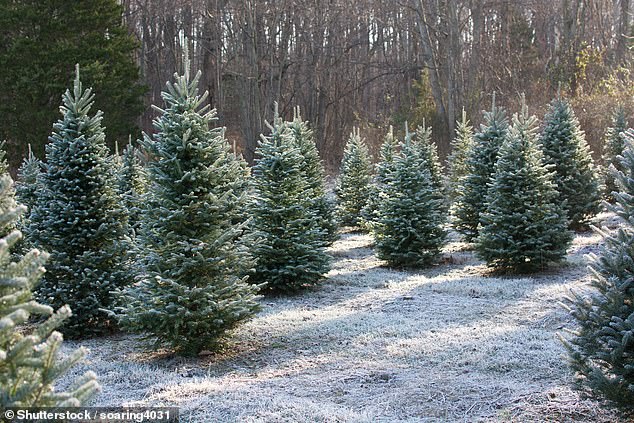 Woodland managers, land owners, the forest industry and tree nurseries which supply mature conifer trees are being urged to remain vigilant in light of the outbreak (stock image) 