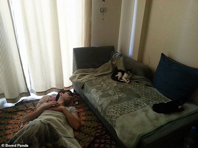 A cat nap: A man, who was visiting a friend, found himself sleeping on the floor after the household feline made itself comfortable on the sofa