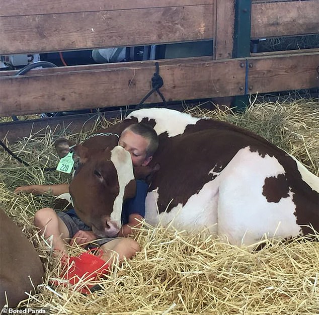 A boy visiting the Goshen Fair, Connecticut, found comfort in using a cow as a pillow, after falling asleep in the cattle pen