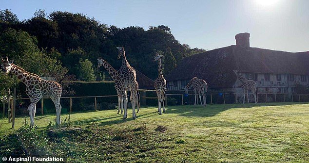 Giraffe Hall will be based at the top of Port Lympne Hotel and Reserve, overlooking the Aspinall Foundation-owned African Experience safari. Hotel guests can stay in one of 10 luxury bedrooms and five cabins while enjoying stunning views over the Reserve