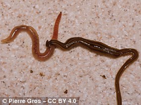 Hammerhead flatworms have become invasive in many parts of the world. They feast on native earthworms, as shown