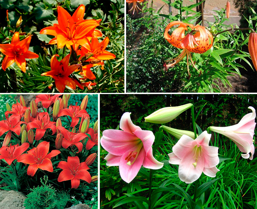 Садовые цветы многолетники каталог с фотографиями
