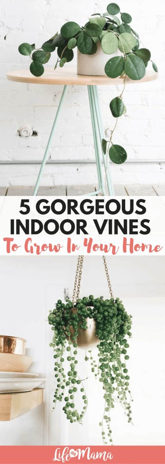 indoor vines
