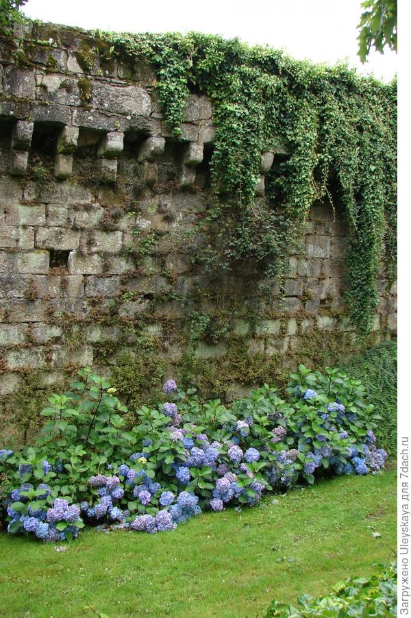 Живая изгородь из гортензий прекрасно сочетается с каменной стеной