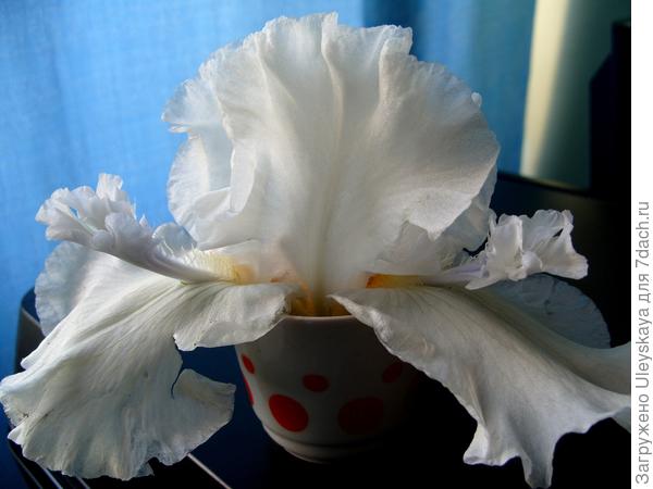 Цветок ириса гибридного сорт Mesmerizer