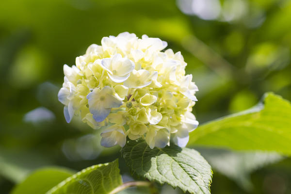 Гортензия крупнолистная (Hydrangea macrophylla)