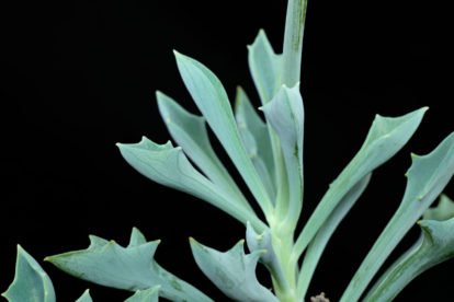 Senecio kleiniiformis