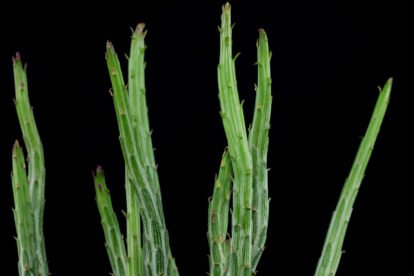 Senecio stapeliiformis