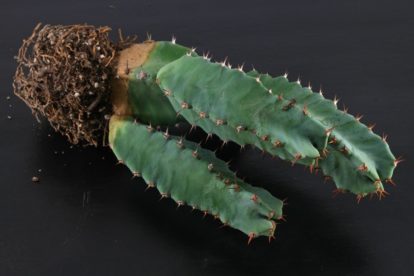 Euphorbia resinifera