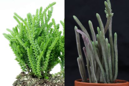 Crassula muscosa