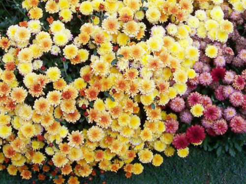 Хризантемы бордюрные многолетние фото