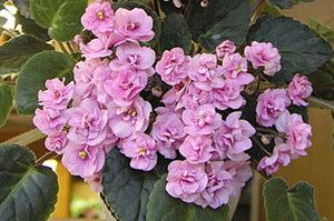 Ампельные фиалки отличаются нежно-розовыми соцветиями.