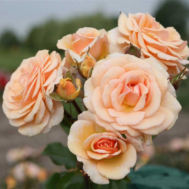 Роза флорибунда маргарет мерилл фото