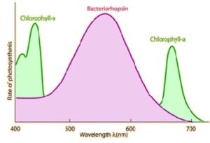 Light spectrums wavelength graph