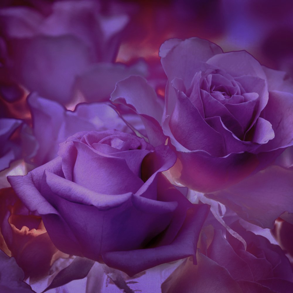 Лилово розовые цветы. Фиолетовые розы. Сиреневые цветы. Фиолетовые цветы.